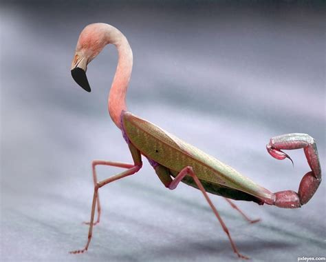 flamantis
