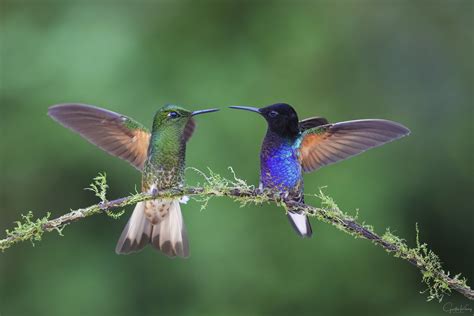 hummingbird第二个孩子怎么解锁【吧友互助吧】.