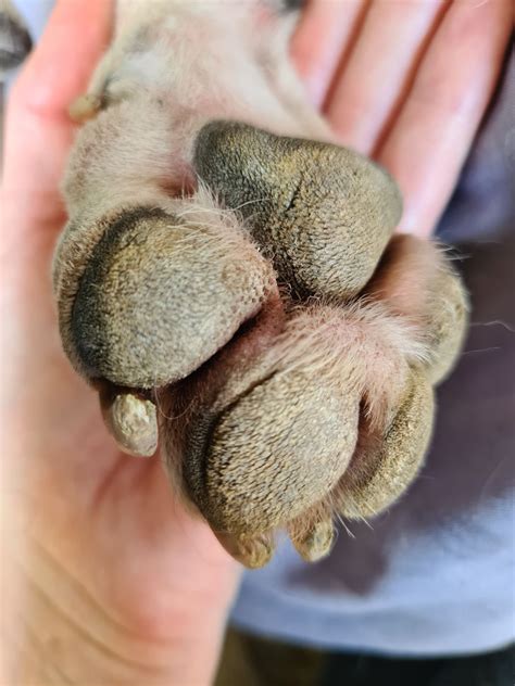 pawvvs